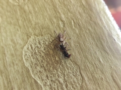 Menemerus bivittatus