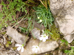 Heliosperma pusillum