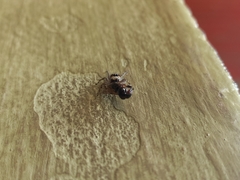 Menemerus bivittatus