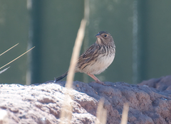 Rhopospina alaudina
