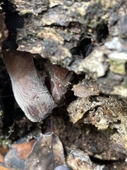 Auricularia angiospermarum