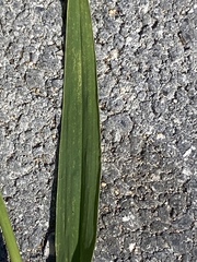 Setaria verticillata