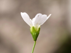 Heliosperma pusillum
