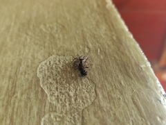 Menemerus bivittatus