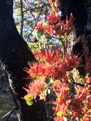 Peraxilla tetrapetala