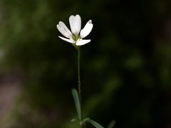 Heliosperma pusillum