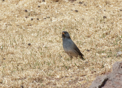 Rhopospina alaudina