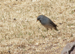 Rhopospina alaudina
