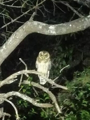 Strix virgata