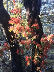 Peraxilla tetrapetala