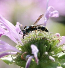 Parancistrocerus pedestris
