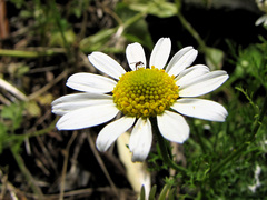 Anthemis arvensis