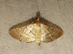 Marasmia trapezalis