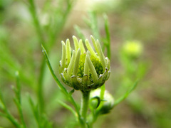 Anthemis arvensis
