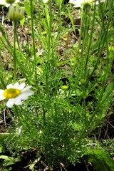 Anthemis arvensis
