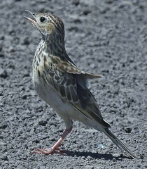 Anthus furcatus