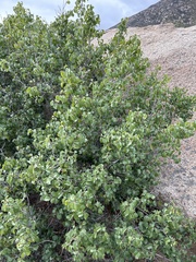 Prunus ilicifolia ilicifolia