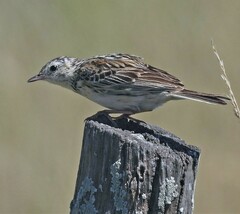 Anthus furcatus