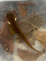 Desmognathus fuscus
