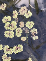 Azolla filiculoides