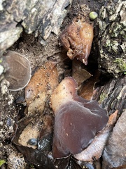 Auricularia angiospermarum