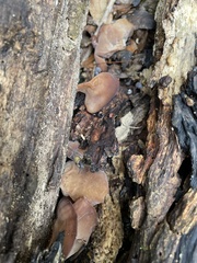 Auricularia angiospermarum