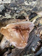 Auricularia angiospermarum