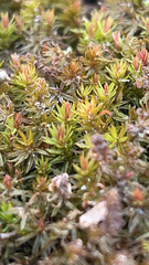 Polytrichum piliferum