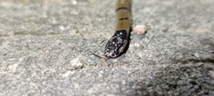 Calliophis maculiceps