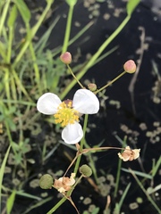 Sagittaria graminea