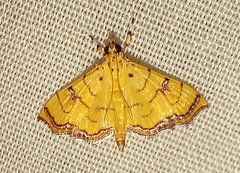 Isocentris charopalis