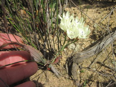 Codonorhiza fastigiata