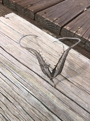 Proboscidea louisianica