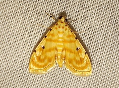 Notarcha quaternalis