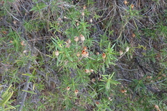 Cistus clusii