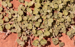 Malvella leprosa
