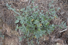 Anthyllis cytisoides