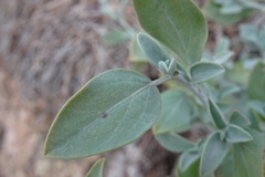 Anthyllis cytisoides
