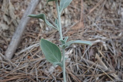 Anthyllis cytisoides