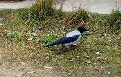 Corvus cornix