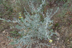 Anthyllis cytisoides