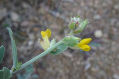 Anthyllis cytisoides