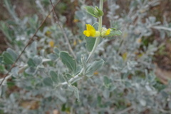 Anthyllis cytisoides