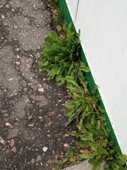 Taraxacum officinale