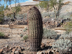Ferocactus cylindraceus