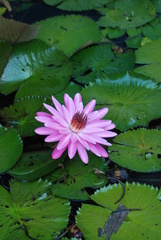 Nymphaea rubra