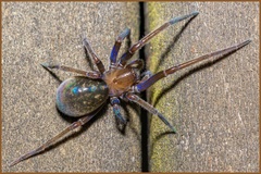 Phyxelididae