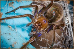 Phyxelididae