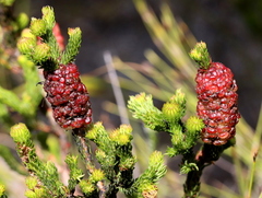 Erica sessiliflora