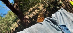 Tithorea harmonia hippothous